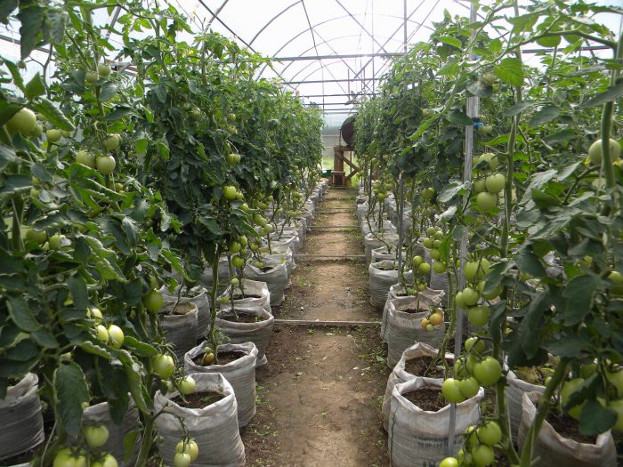 Cómo cultivar tomates en un invernadero