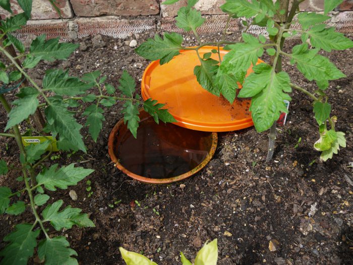 Regando tomates en un invernadero