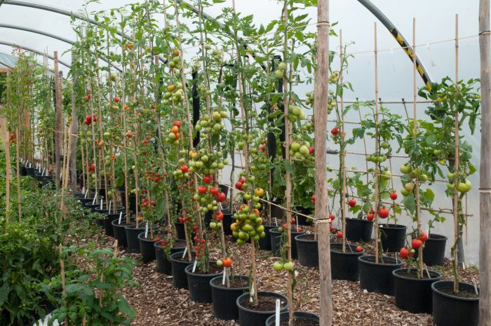 Tomates en invernadero en otoño.