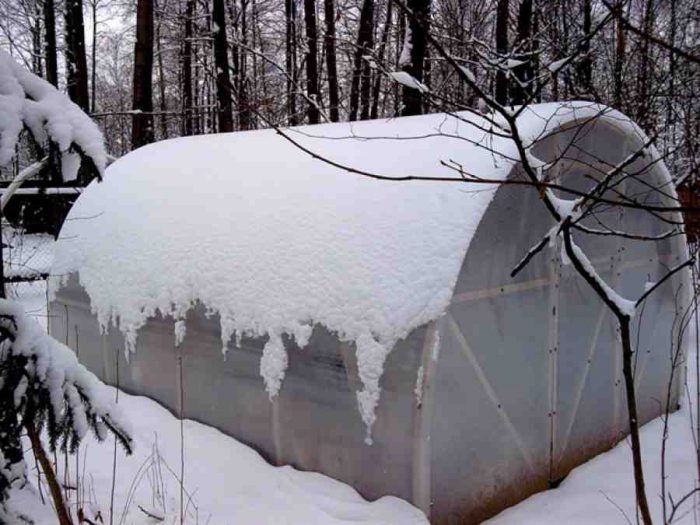 Tomates en el invernadero