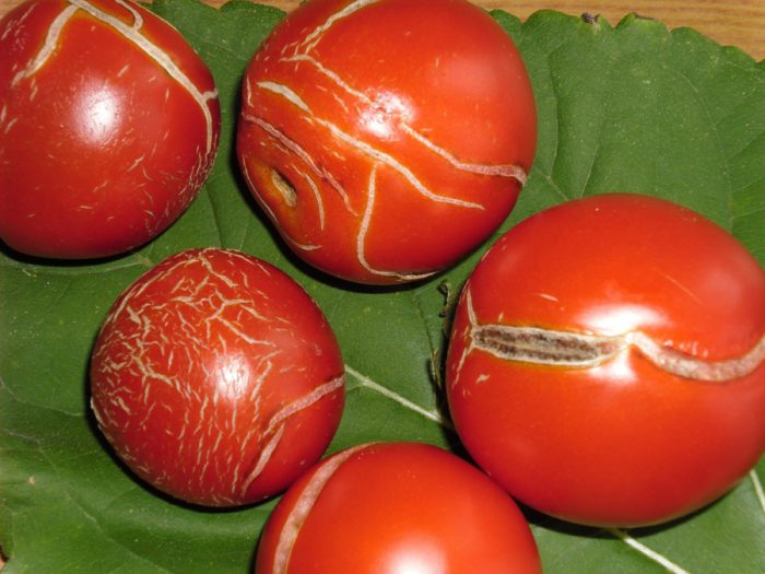 Por qué los tomates se rompen