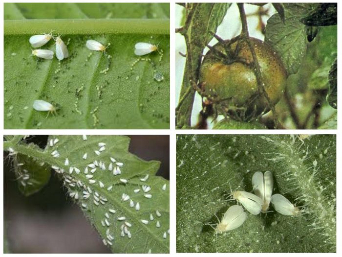 Mosca blanca en tomates en invernadero
