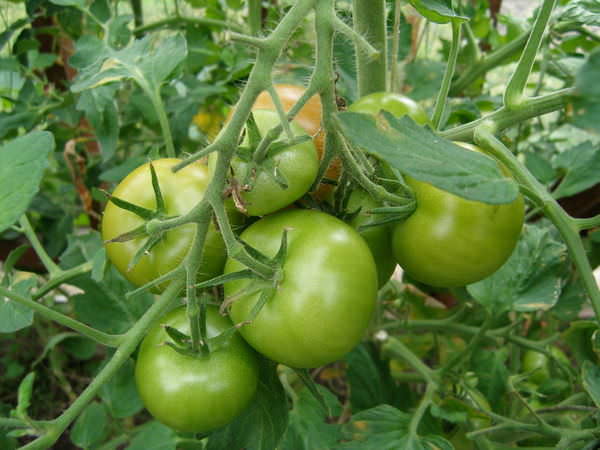 Los tomates en invernadero no se vuelven rojos.