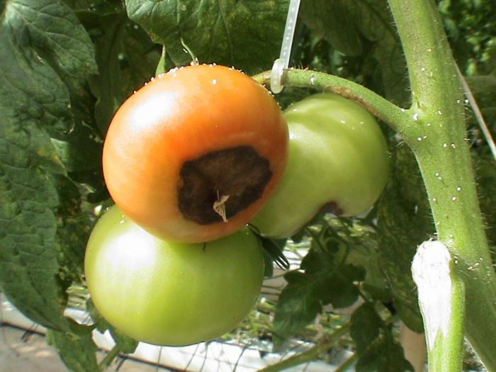 Los tomates en el invernadero se están volviendo negros.