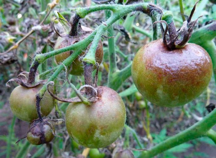 Phytophthora en tomates en invernadero.
