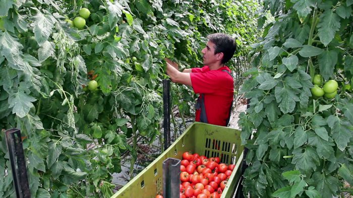 Cosecha y almacenamiento de tomates