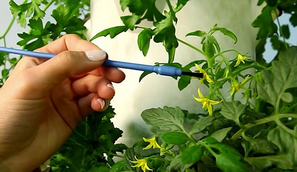 Variedades de tomates autopolinizantes para invernaderos