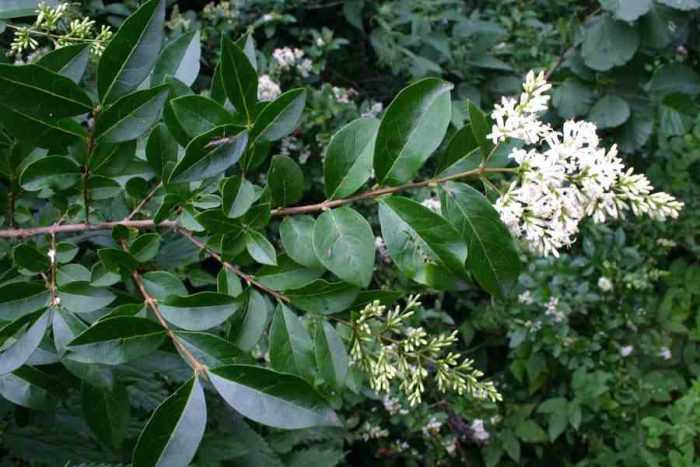 Ligustro común (Ligustrum vulgare)