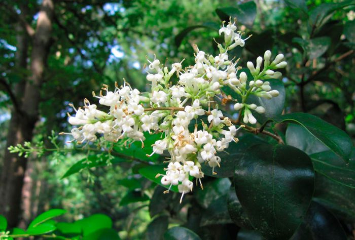 Ligustro japonés (Ligustrum japonicum)
