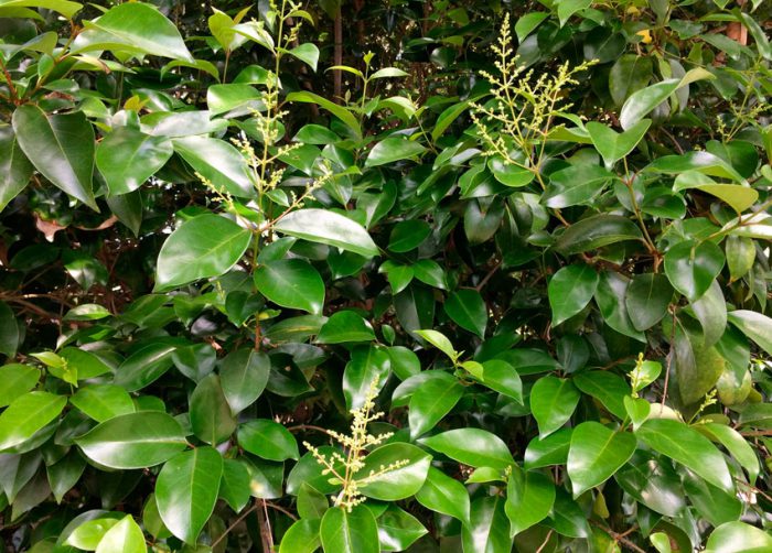 Ligustro lucidum