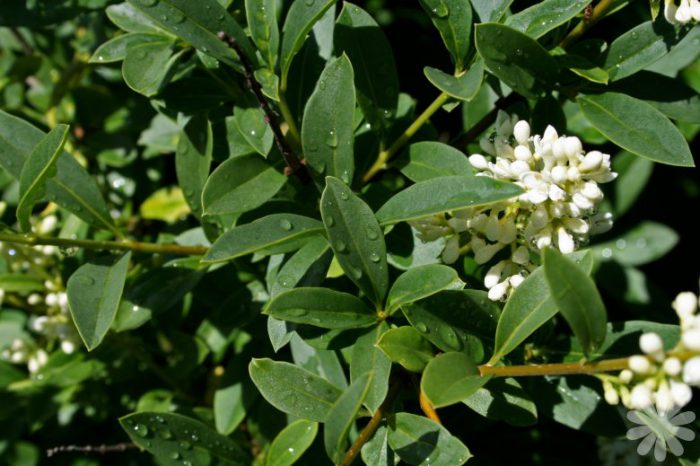 Privet de Ibota (Ligustrum ibota)