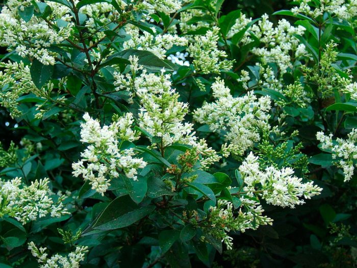 Ligustro ovalifolium