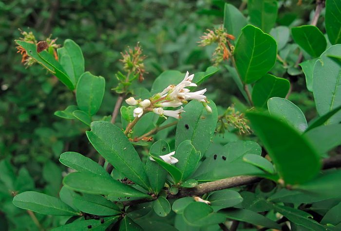 Ligustro yezo (Ligustrum yezoense)