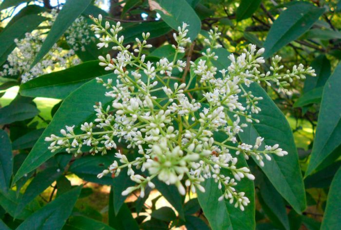 Ligustro denso (Ligustrum compactum)