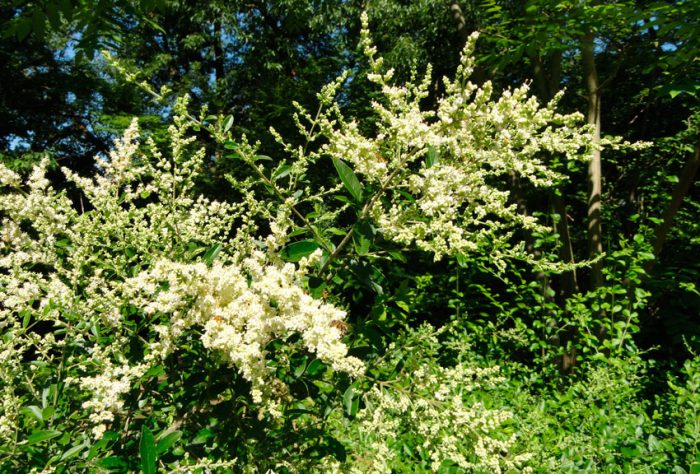 Ligustrum quihoui