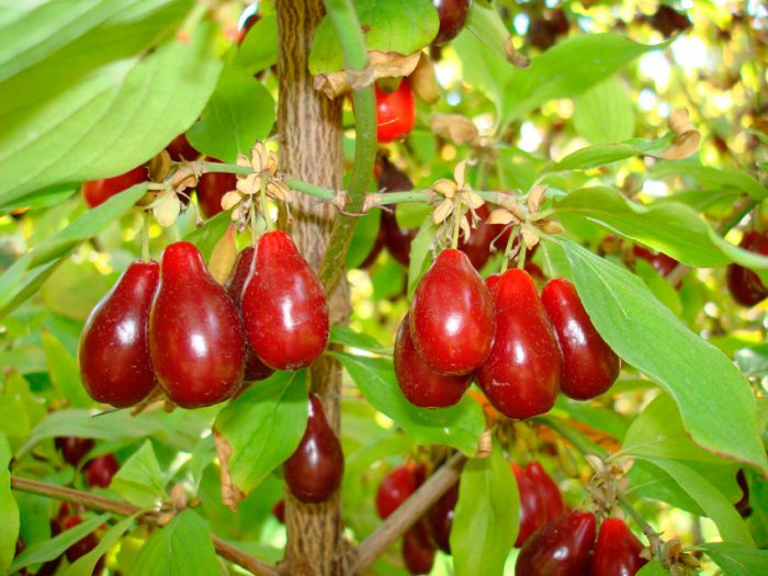 Cornejo común (Cornus mas)