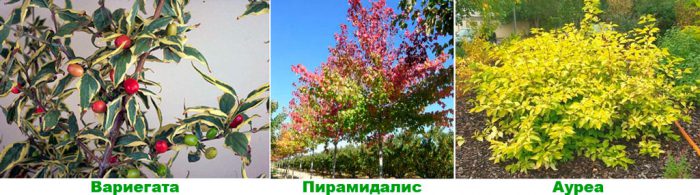 Cornejo - foto, cuidados, especies, descripción, propagación