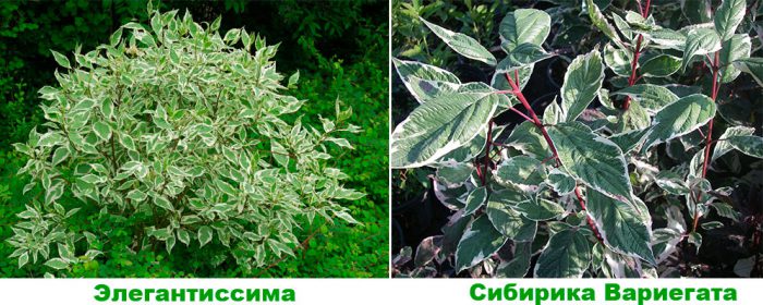 Cornejo - foto, cuidados, especies, descripción, propagación