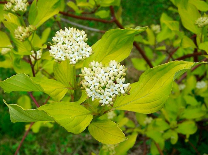 Cornejo blanco (Cornus alba)