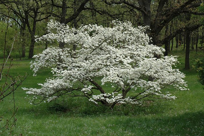 Cornejo florido (Cornus florida)