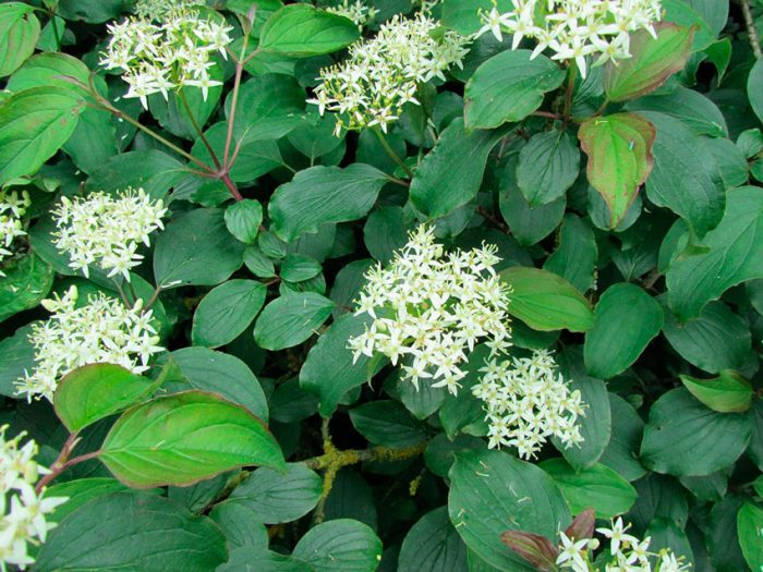 Cornejo rojo, o cornejo rojo sangre (Cornus sanguinea)