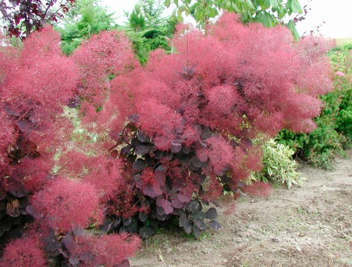 Cuidado del árbol del humo en la región de Moscú