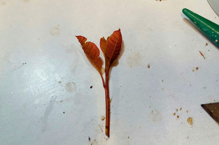 Propagación del árbol del humo por esquejes