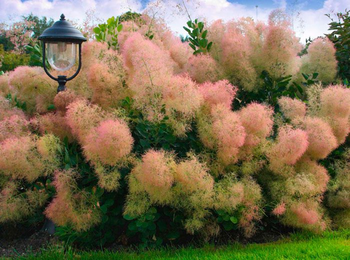 Cotinus vulgaris
