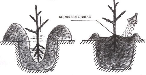 Cómo plantar albaricoques en primavera