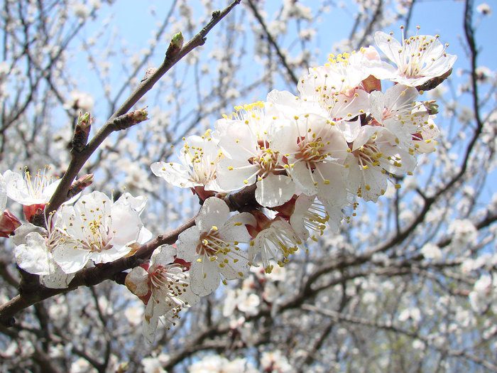 Cuidado del albaricoque en primavera