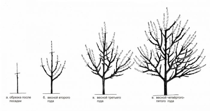 Albaricoque - foto, cuidados, tipos, descripción, propagación