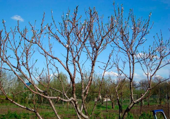 Poda de primavera
