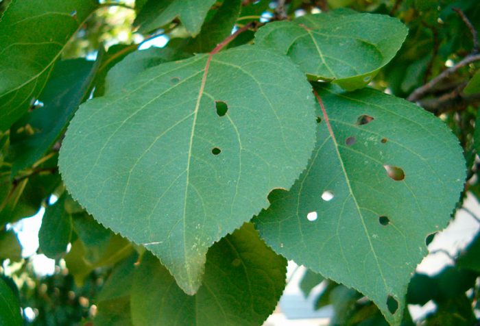 Clasterosporium, o mancha agujereada