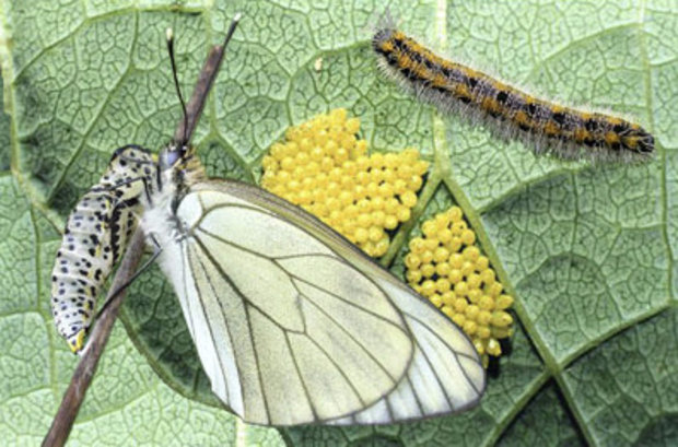 Oruga de la mariposa del espino