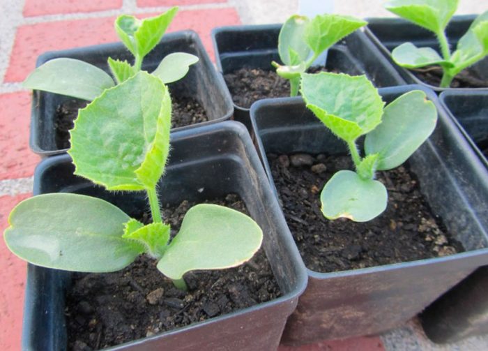 Plantación de melón en campo abierto