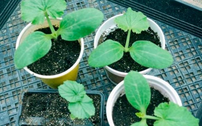 Cultivo de plántulas de melón