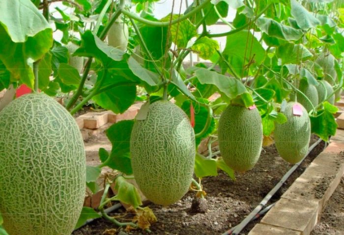 Cultivo de melón en invernadero