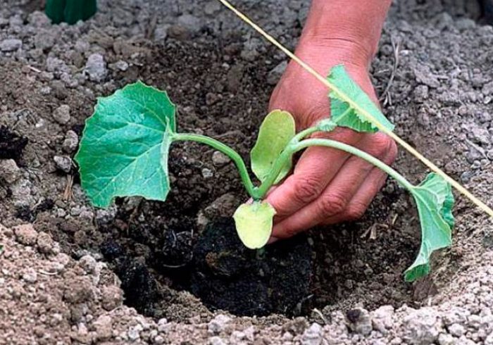 Plantación de melón en campo abierto