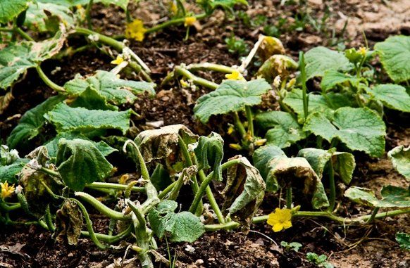 Marchitez por Fusarium