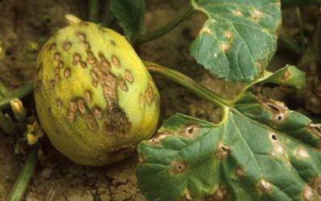 Cabeza de cobre (antracnosis)