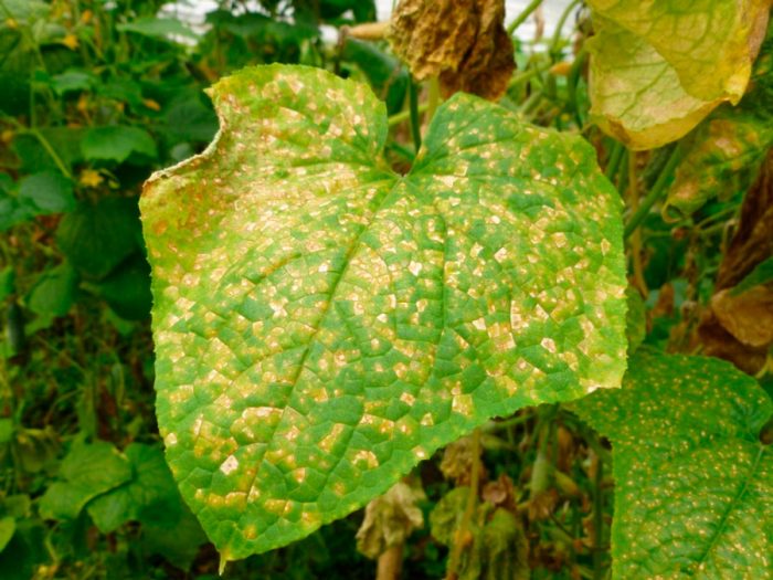 Moho velloso (perinospora)