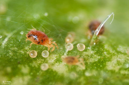 Araña roja