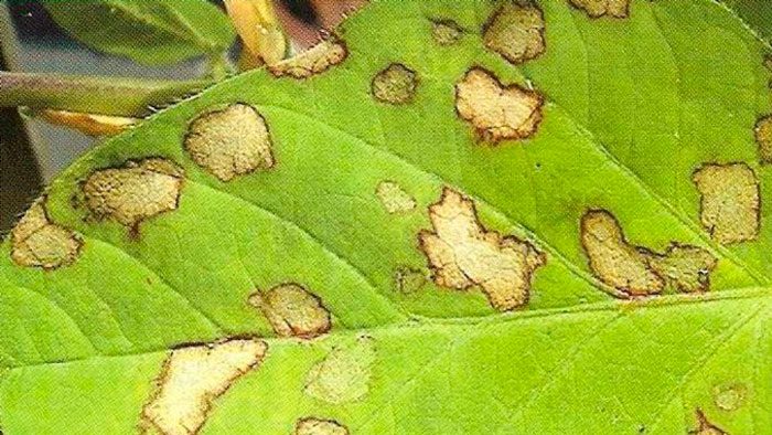 Ascoquitosis