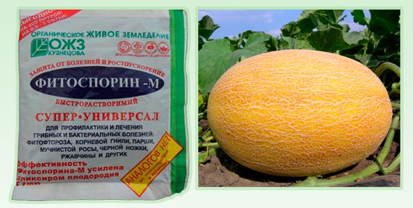 Procesamiento del melón