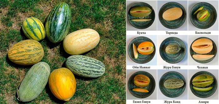 Tipos y variedades de melón