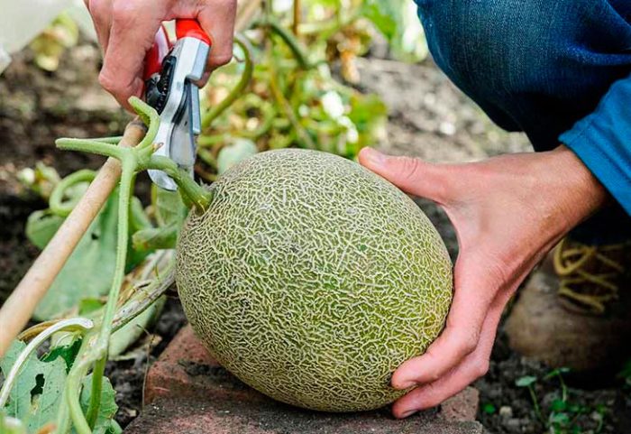 Cosecha y almacenamiento de melones