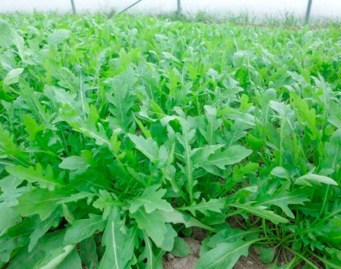 Ruccola