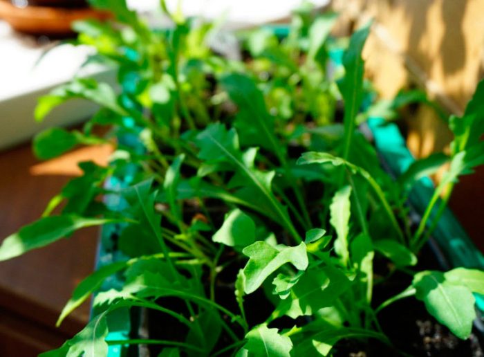 Cultivo de rúcula en el alféizar de una ventana