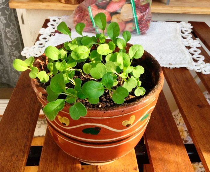 Cuidado de las plantas de semillero