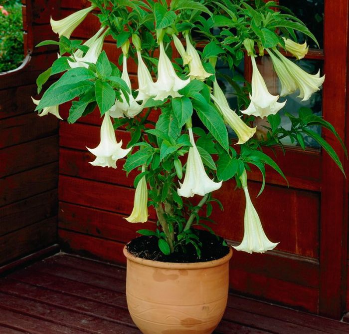 Datura - foto, plantación, cuidados, cultivo, descripción, tipos